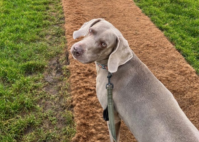 A Weimaraner is positioned on a dirt path, with a lush green field stretching out on either side.