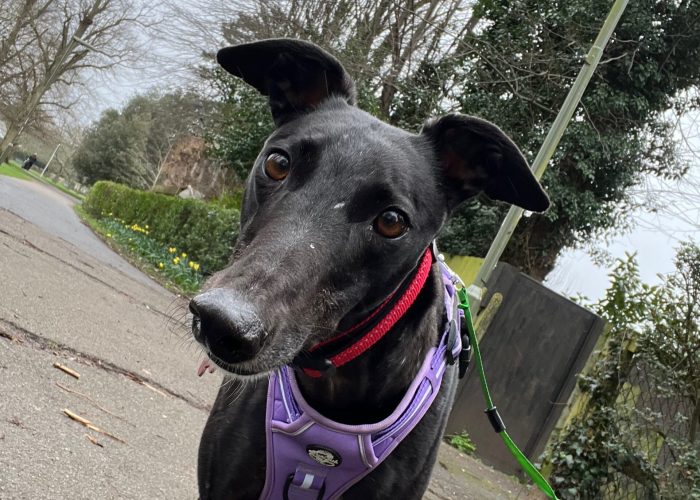 A greyhound adorned with a purple harness looks curiously at the camera, highlighting its playful nature and vibrant color.