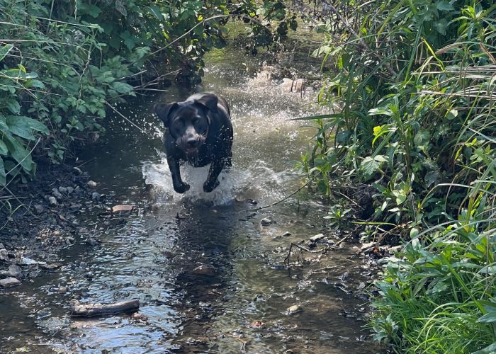 A playful black ladrador dashes through a stream, creating splashes as it recall back to it's owner while enjoying the refreshing water on a sunny day.