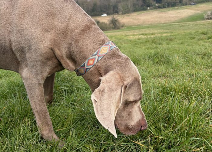 Grey Weimaraner calmly sniffing the grass with open green fields and blue sky in the background