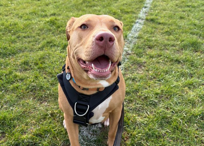 Tan dog sitting calmly on grass wearing a black harness and lead, looking up attentively at the handler during an outdoor walk