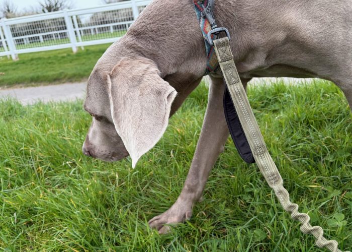 Dog training image illustrating calmer behaviour support