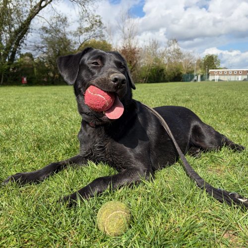 Surrey Dog trainer with a black Labrador holding a ball in its mouth in a a sunny park filled with green grass