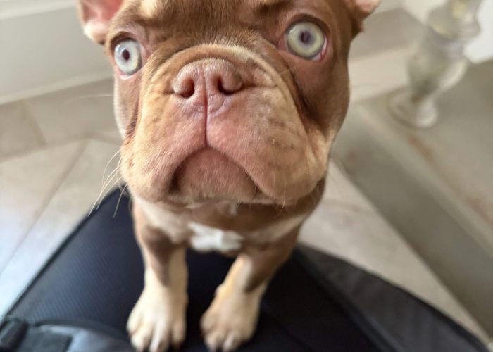 A small brown French Bulldog puppy resting on a backpack, with its ears perked up and eyes wide open.