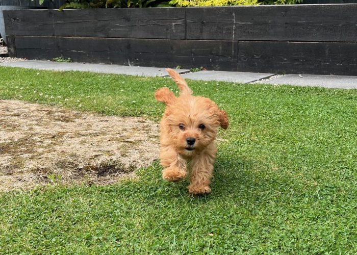 A small cavopoo puppy joyfully running across a grassy yard, showcasing its playful energy and enthusiasm.