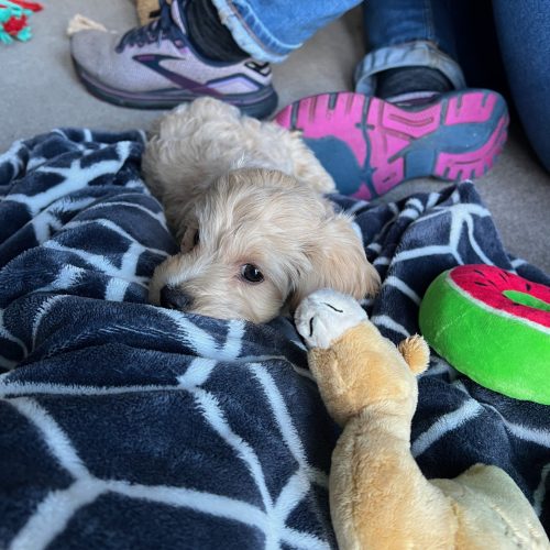 A small maltipoo puppy lies comfortably on a blanket, holding a stuffed animal, showcasing a moment of relaxation and companionship.