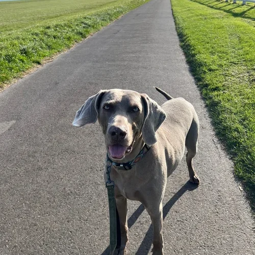 Surrey Dog trainer with a grey Weimaraner standing on a paved country path on lead, with open green fields and blue sky in the background