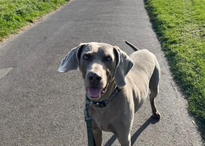 Grey Weimaraner standing on a paved country path on lead, with open green fields and blue sky in the background