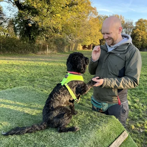 Surrey Dog trainer rewarding a black dog wearing a high visibility harness while practising a paw target on a raised platform in a grassy park setting