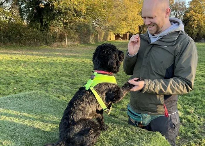Dog trainer rewarding a black dog wearing a high visibility harness while practising a paw target on a raised platform in a grassy park setting